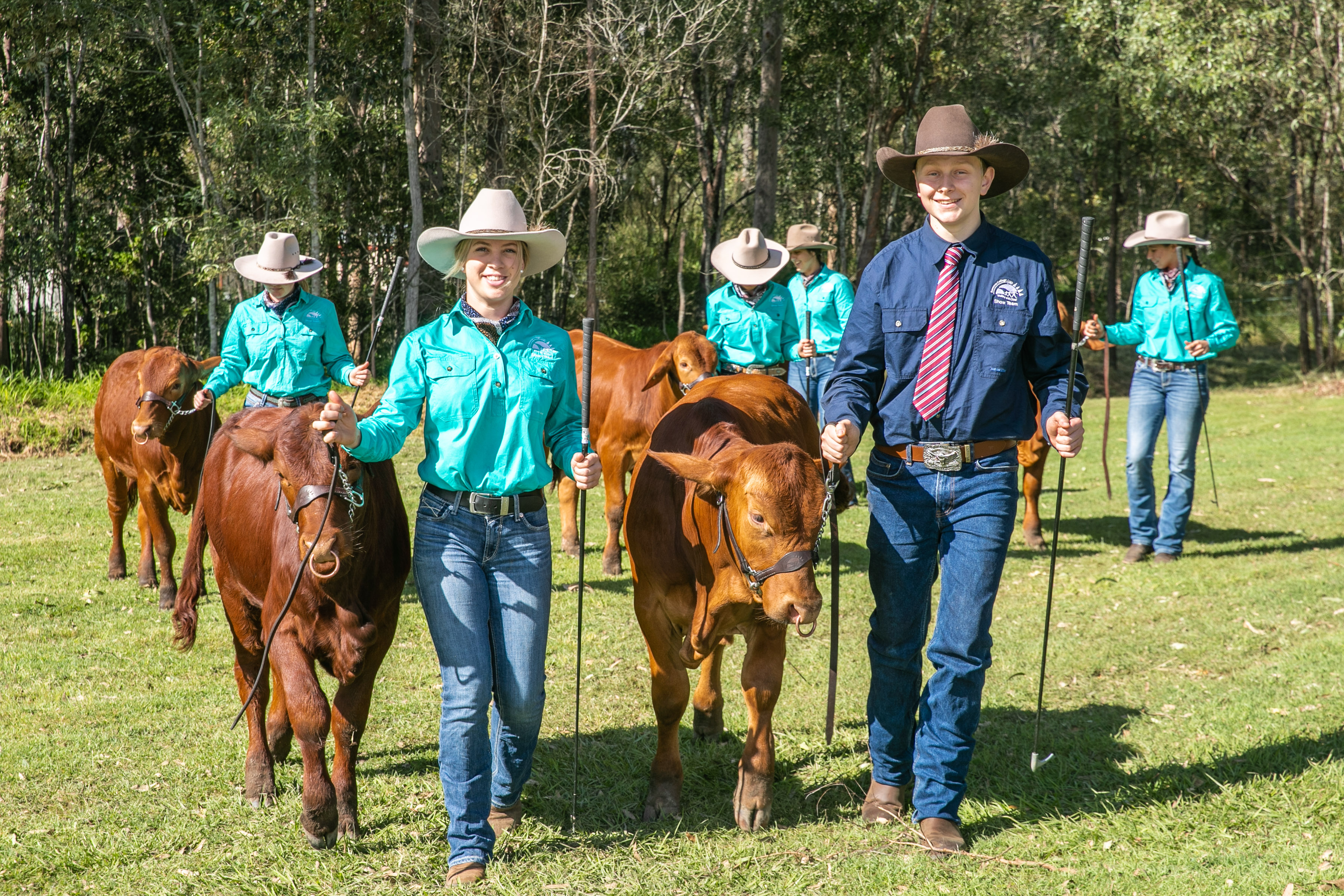 Students leading cattle during an agricultural program in an outdoor rural learning setting